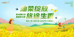 油菜花