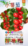 小番茄  