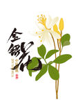 金银花