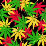 热带花