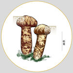 松茸包装插画