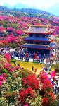 贵州百里杜鹃花