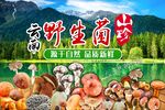 云南野生菌广告