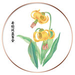 哥伦比亚百合
