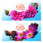 大丽花