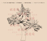 刺桐花