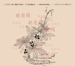 绞股蓝