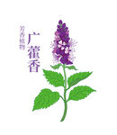 芳香植物广藿香