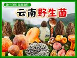 野生菌海报