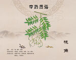 槐角槐米