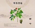 田七三七