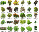 高清树木花卉绿植免抠贴图素材 