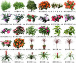 高清树木花卉绿植免抠贴图素材 