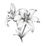 百合花矢量