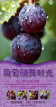 水果葡萄海报设计