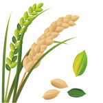 水稻麦穗矢量素材