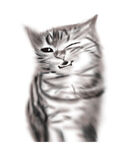 猫咪
