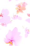 花朵蝴蝶兰