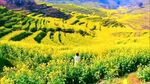 婺源油菜花