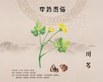 川芎