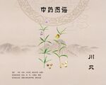 川贝川贝母