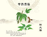 胖大海