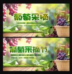 葡萄采摘节