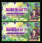 葡萄采摘