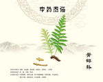 骨碎补