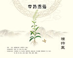 独行菜