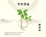 紫金牛