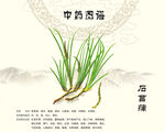 菖蒲石菖蒲