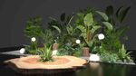 绿植花艺