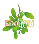 橄榄油
