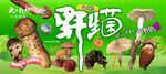 野生菌