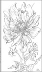 白描花卉 