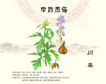 川乌川乌头