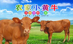 黄牛