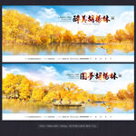 胡杨林