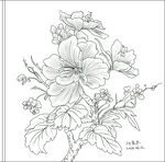 白描花卉