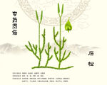 石松中药石松