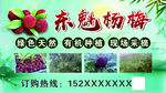 杨梅广告