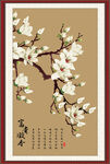 玉兰花