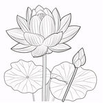 荷花单线图