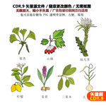 手绘植物草药中药香料图标矢量图