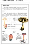 蘑菇相关知识之蘑菇的概述