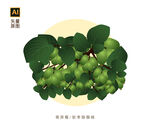 奇异莓插画
