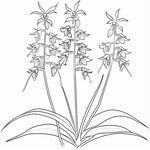 铃兰花线稿