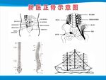 新医正骨图