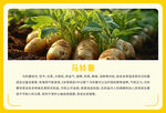 马铃薯海报